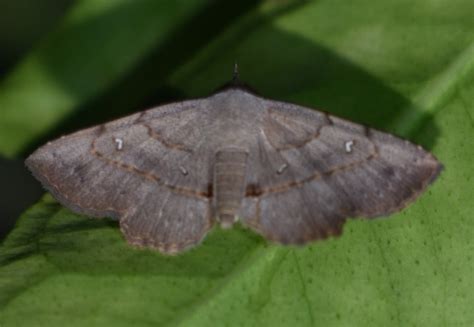 Mariposas Lepid Ptera Heterocera Del Municipio De Galeras Sucre