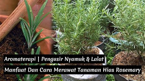 Manfaat Dan Cara Merawat Tanaman Rosemary Tanaman Hias Indoor YouTube