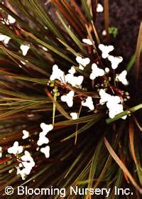 Libertia ixioides 'Taupo Sunset'