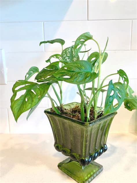 How To Grow Monstera Adansonii From Cuttings Sprouts And Stems