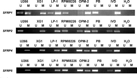 Figure From Epigenetic Dysregulation Of Secreted Frizzled Related