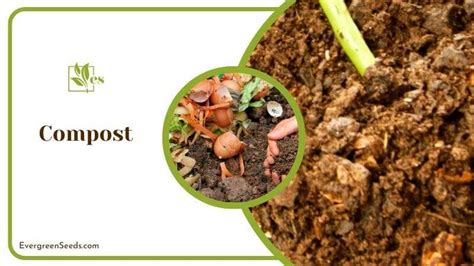 11 Types of Soil: Which Soil Type Is Right for Your Garden? - Evergreen Seeds