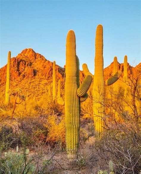 10 Fakta Unik Kaktus Saguaro Tumbuhan Kaktus Terbesar