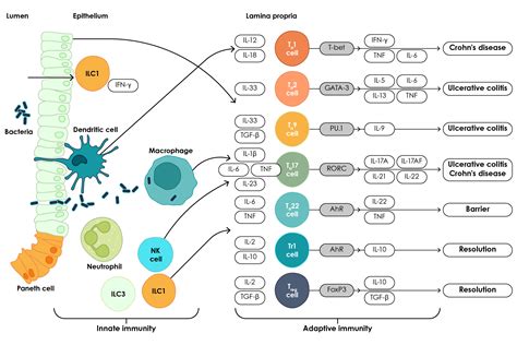 Immunology Of IBD Inflammatory Bowel Disease Medthority