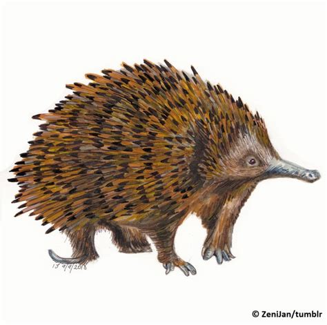 The search for Payangko: Finding Attenborough’s long-beaked echidna - EDGE of Existence