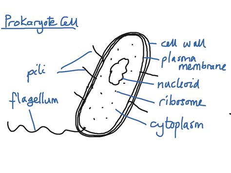 Prokaryotic Cell Diagram With Labels General Wiring Diagram