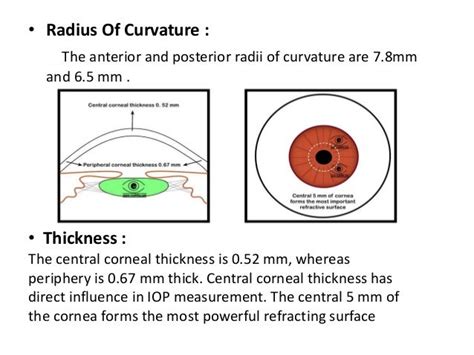 Anatomy Of Cornea