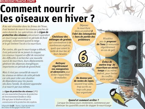 Bourgogne Franche Comté Comment nourrir les oiseaux en hiver