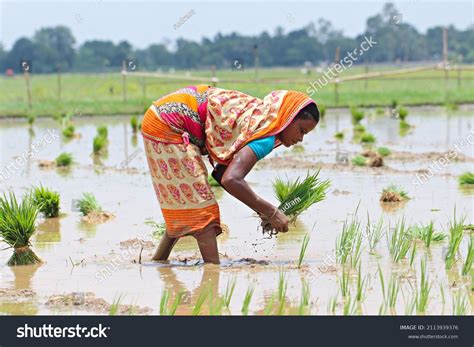 Culture Bengal Images Stock Photos Vectors Shutterstock