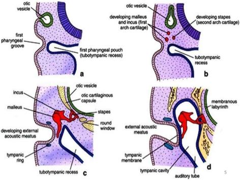 Anatomy Of Eustachian Tube