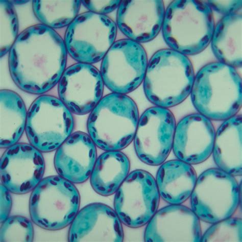 Typical Plant Cells Sec Thin Microscope Slide