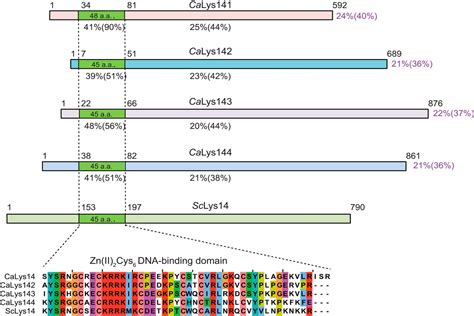 Reconfiguration Of Transcriptional Control Of Lysine Biosynthesis In Candida Albicans Involves A