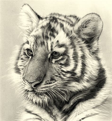 Tiger Cub Drawing at GetDrawings | Free download