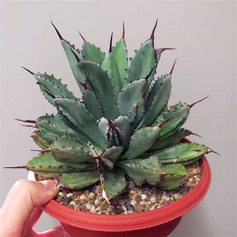 Agave potatorum cv Cubic Uhlig Kakteen Über 5000 verschiedene Arten