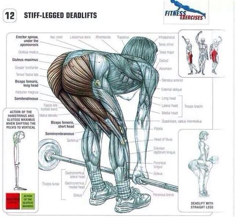 Muscles Of The Lower Back And Buttocks Diagram Buttock Pain Causes