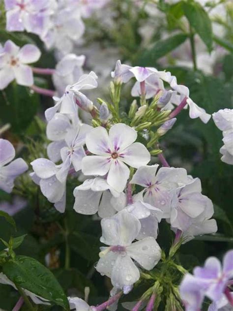 Phlox Flame Blue Bluestone Perennials