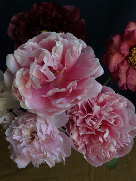 Sold Out Peony And Iris Extravaganza May 27 29 — Flowering With Nicolette