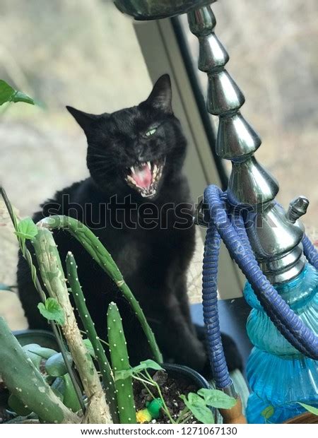 Angry Black Cat Mouth Open Stock Photo 1271067130 | Shutterstock