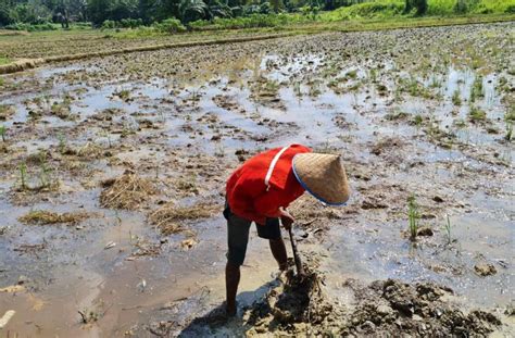 Penuhi Kebutuhan Pangan PALI Garap Lahan Sawah Seluas 5 000 Hektare