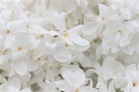 Top 22 Most Beautiful White Flowers In The World - White Flowering For ...