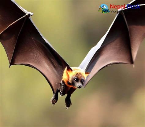 Indian Flying Fox Nepal Desk