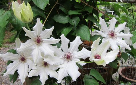 Clematis Fragrant Star Clematis Dahlia Flowers