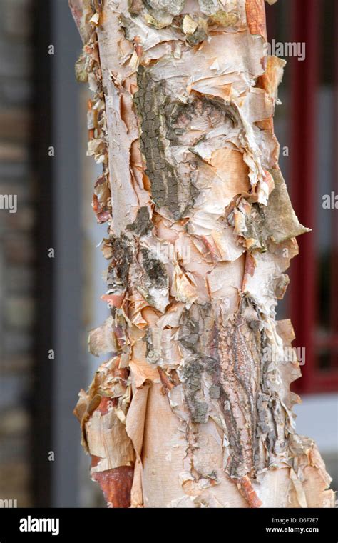 Close up of papery River Birch tree bark Stock Photo - Alamy