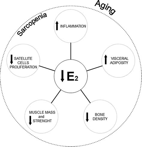 Frontiers Sarcopenia And Menopause The Role Of Estradiol