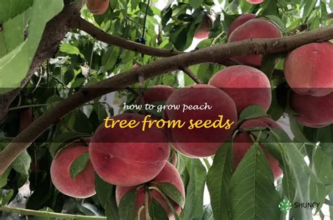 Gardening 101 A Step By Step Guide To Growing Peach Trees From Seeds