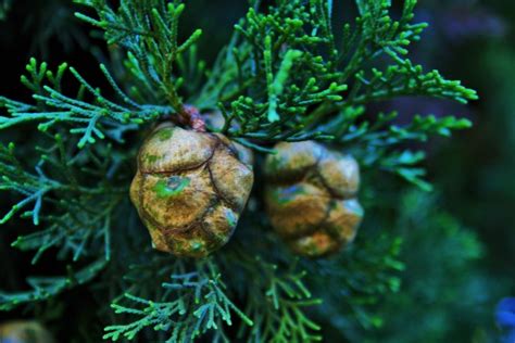 Conifer Seeds Free Stock Photo - Public Domain Pictures