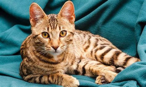 Razas de gatos bengalí un felino muy inteligente y dócil