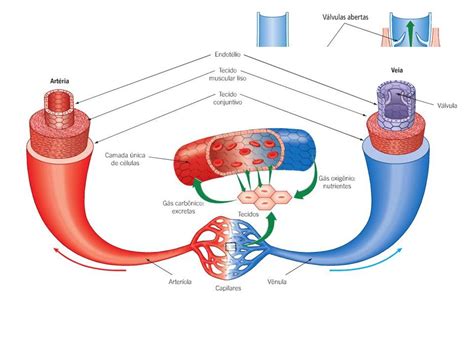 Qual A Diferença Entre Artérias E Veias