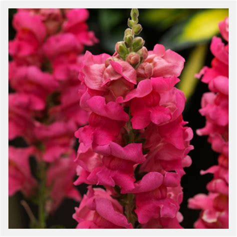 Antirrhinum Sonnet Flower Seeds