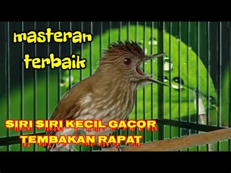 Siri Siri Kecil Gacor Tembakan Rapat Cocok Untuk Masteran Cucak Ijo Dan