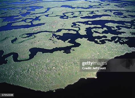 31 Manatee Aerial Stock Photos, High-Res Pictures, and Images - Getty ...