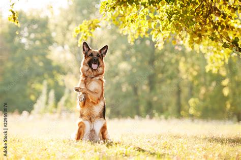 German shepherd dog doing a trick Stock Photo | Adobe Stock