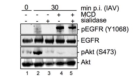 The Epidermal Growth Factor Receptor EGFR Promotes Uptake Of