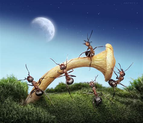 Fascinating Life Of Ants 28 Pics