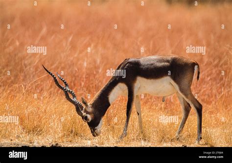 Male Indian Blackbuck Also Known As Blackbuck Or Indian Antelope