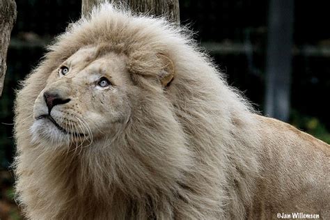 Afr White Lion By Jan Willemsen Fotografie On Youpic