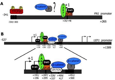 Figure D11 Our Model Of Gene Activation Induced By Snail1 A