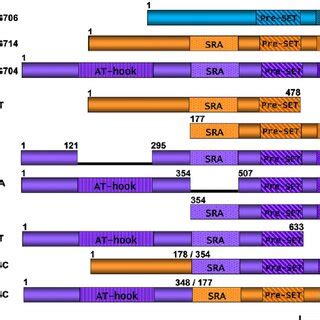 Schematic Representation Of Conserved Domains In Rice SET Domain