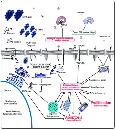 Current Drug Targets And Molecular Events Occurring In The Alzheimer S