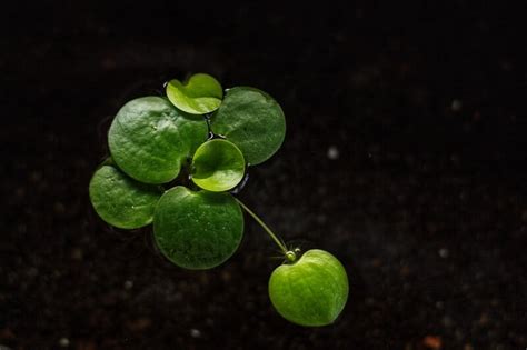 13 Meilleures Plantes Flottantes Pour Aquarium Sans Souci