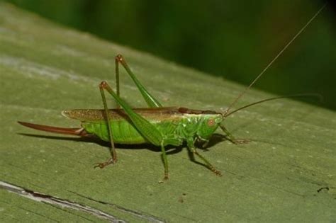 Tettigoniidae ~ Detailed Information | Photos | Videos