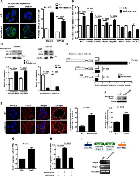 Frontiers Autophagy Upregulates Mir A Expression To Suppress