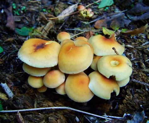 Banco De Imagens Natureza Flora Agaric Bolete Agaricus Grupo De