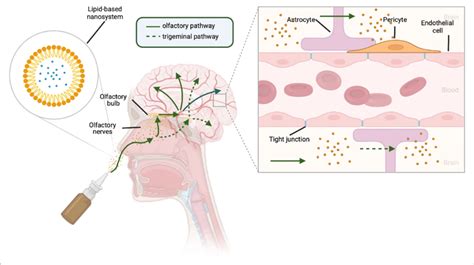 Routes For Intranasal Delivery Of Drugs To The Central Nervous