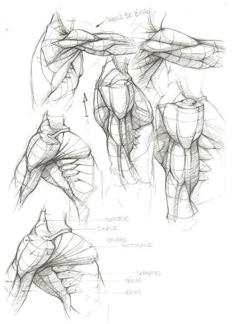 Character Design Collection Arms Anatomy Artofit