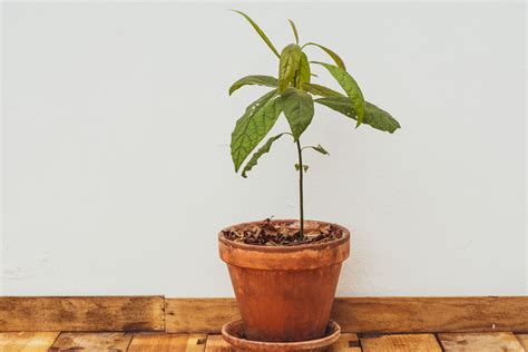 Your Guide To Growing An Avocado Tree